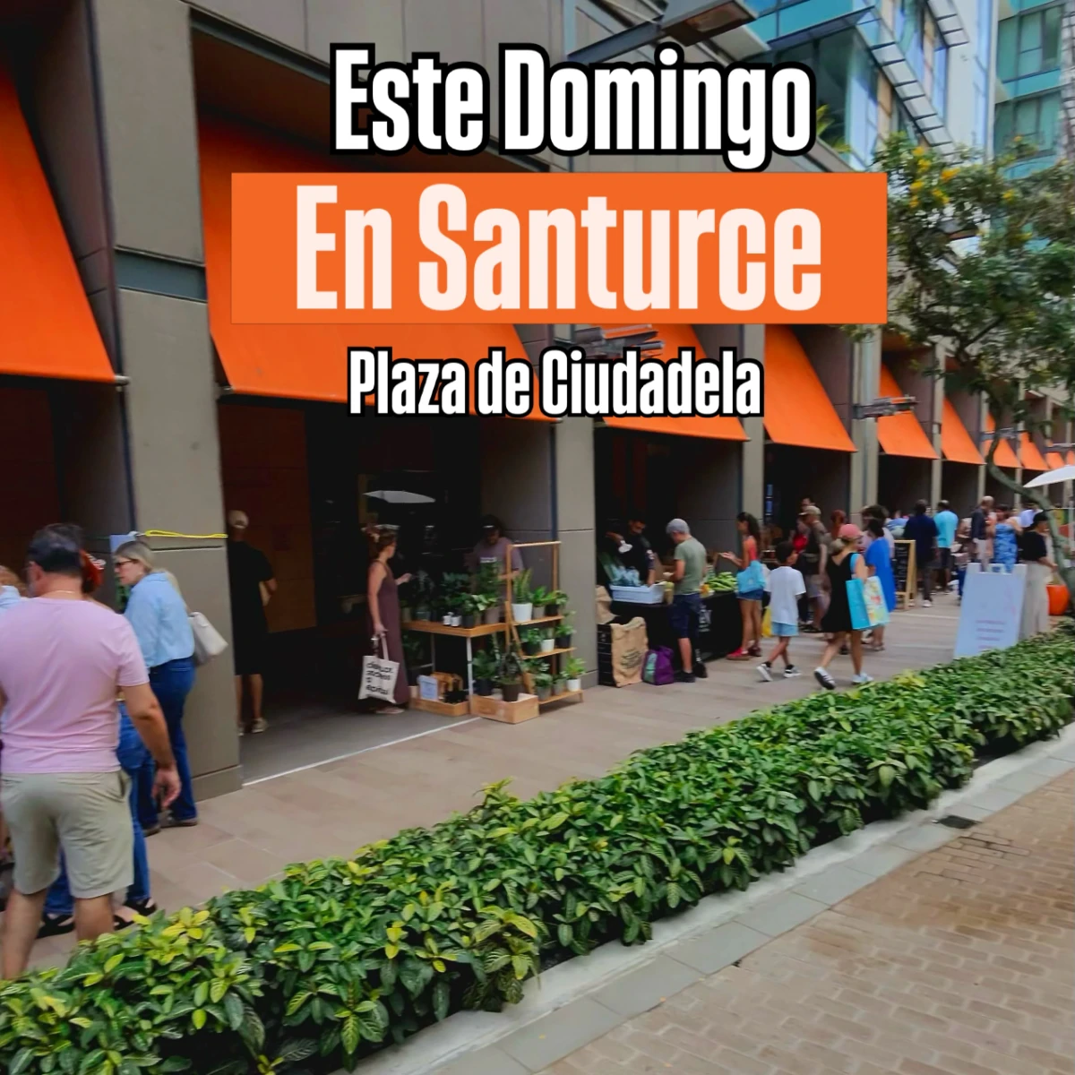 Mercado Local - Ciudadela