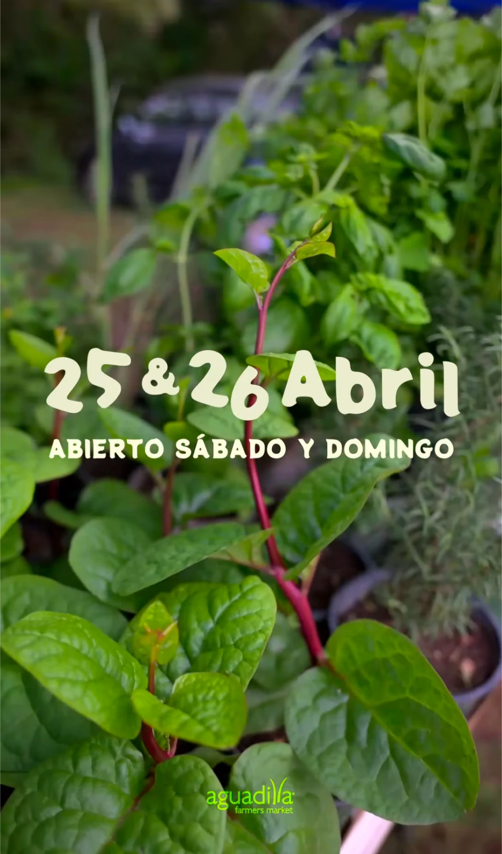 Aguadilla Farmer's Market